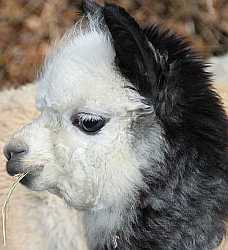 alpaka-cria.jpg